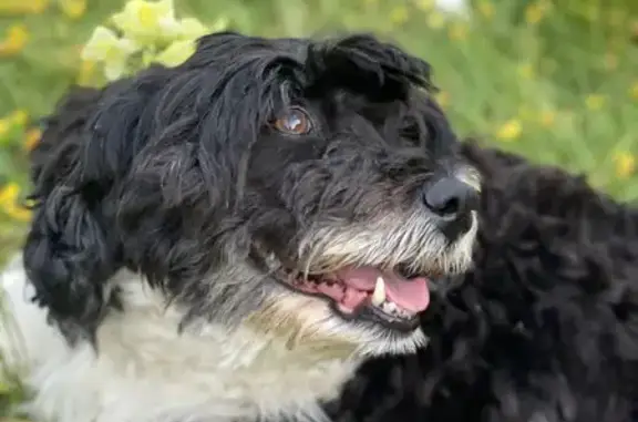 Собаки потеряшки, Москва, фото: Потеряшка собака, ул. 800-летия Москвы, 6