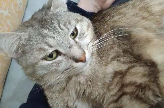 Кошки потеряшки, Опушка, фото: Потеряшка кошка, Опушка, Татарстан