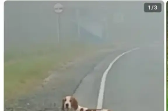 Найденные животные Камышлов, фото: Найдена собака, ул. Ленина 30, Камышлов