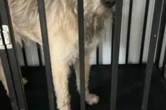 Собака найдена: пр. Ленина, Челябинск