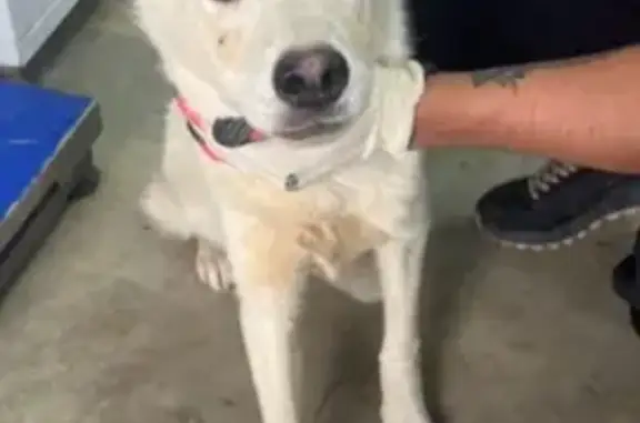 Собака в приюте, пр. Ленина, Челябинск