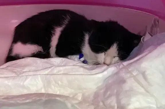 Найдена кошка, Пасеговское, фото: Кошка найдена в Пасеговском, Кировская обл.