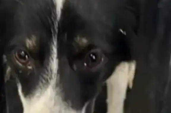 Собака найдена: пр. Ленина, Челябинск