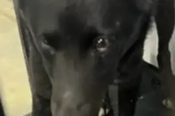 Собака найдена: пр. Ленина, Челябинск