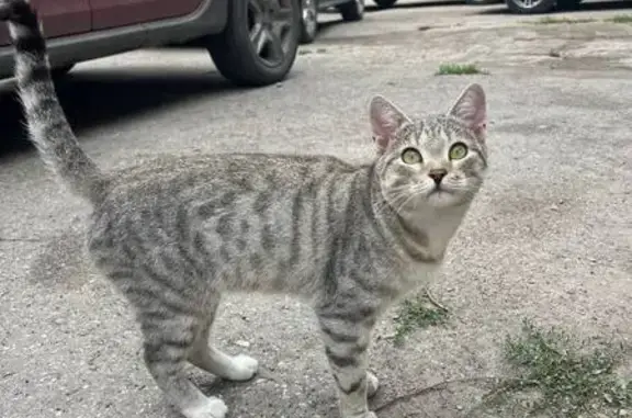 Найдена кошка, Саратов, фото: Кошка найдена у Максима Горького 48, Саратов