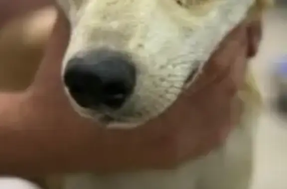 Собака найдена: пр. Ленина, Челябинск