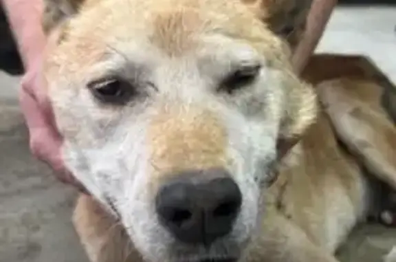 Собака найдена: пр. Ленина, Челябинск