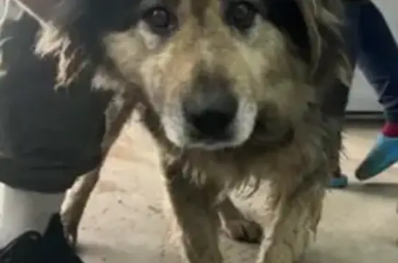 Собака найдена: пр. Ленина, Челябинск