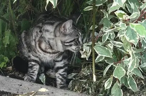 Найдена кошка, Первомайское, фото: Кошка найдена, Рабочая ул., Первомайское