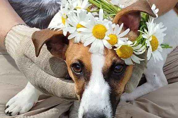 Собаки потеряшки, , фото: Потеряшка собака, Ижевск, Короткая 188