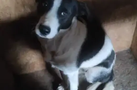 Найдена собака, Московская область, фото: Найдена собака, Истра, Марково-Курсаково