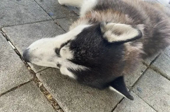 Найдена собака, Новороссийск, фото: Найдена собака на набережной, Новороссийск