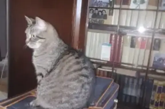 Пропала кошка, ул. Островского, 5, Химки