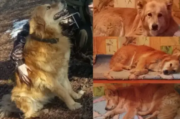 Пропала рыжая собака, Семёновское, Иваново