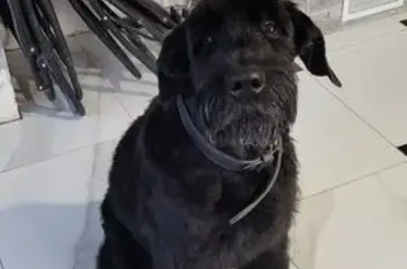 Собаки потеряшки, , фото: Потеряшка собака, 5-й Дачный проезд