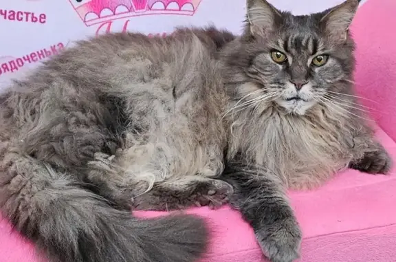 Кошки потеряшки, , фото: Потеряшка кошка