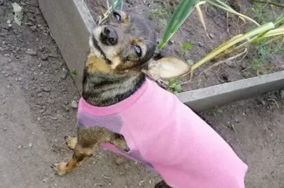 Собаки потеряшки, Иркутск, фото: Потеряшка собака, Инженерная 14, Иркутск