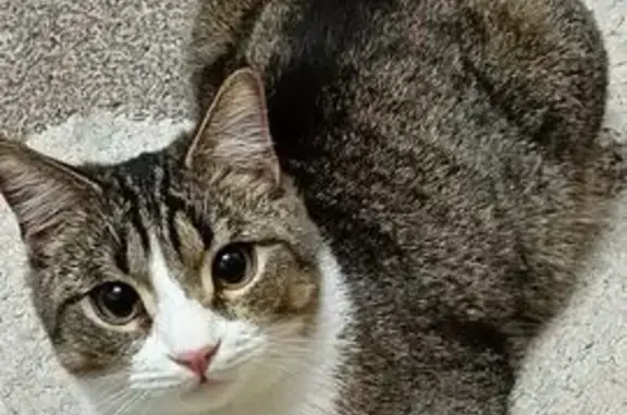 Кошки потеряшки, Суходол, фото: Потеряшка кошка, ул. Победы 12, Суходол