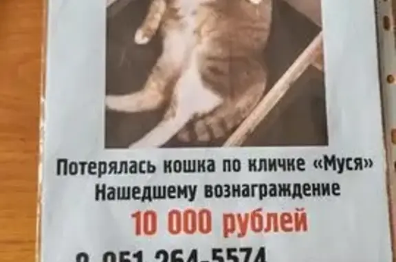 Кошки потеряшки, Курган, фото: Потеряшка кошка, Курганская ул., Курган