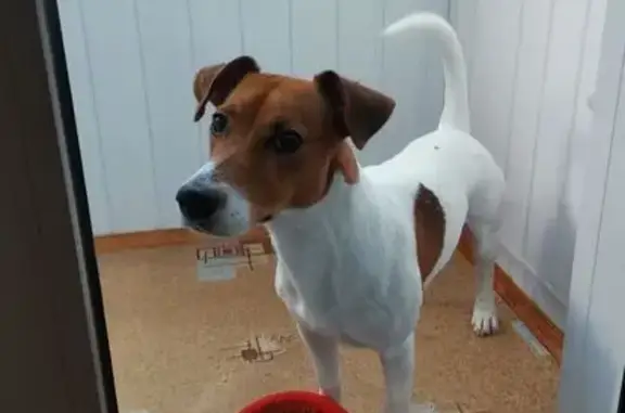 Собаки потеряшки, Омск, фото: Потеряшка собака, Омск, 33-я Северная, 48