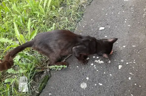 Кошка найдена на Дементьева 16, Тула