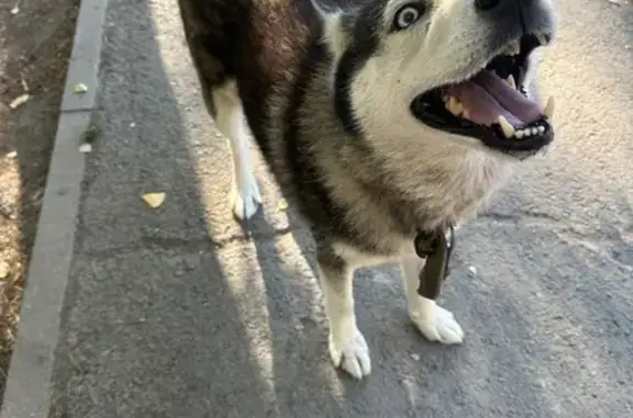 Собака найдена на Штахановского, 21/2