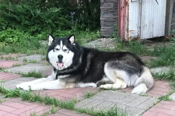 Собаки потеряшки, Ивантеевка, фото: Потеряшка хаска, Ивантеевка, ул. Богданова 7