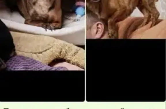 Собаки потеряшки, Томск, фото: Потеряшка собака, Иркутский тракт 178