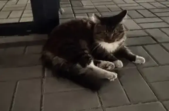 Найденные животные Калининград, фото: Кошка найдена у Чекистов, 81А, Калининград