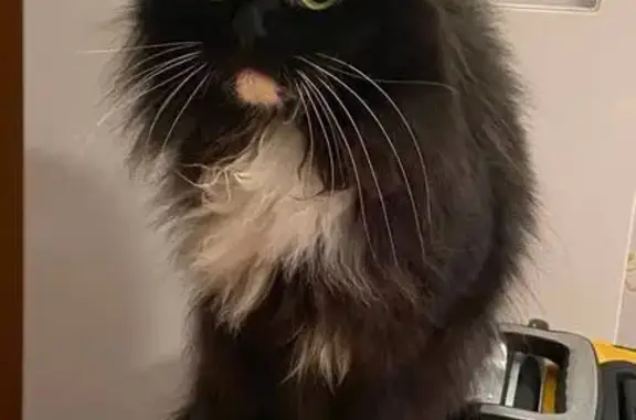 Пропала кошка, Портовая 27А, Казань