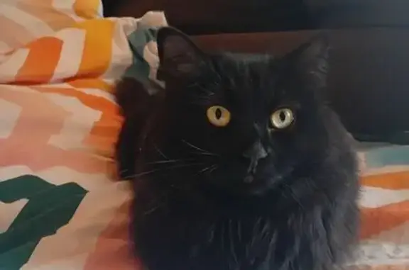 Пропала черная кошка, 46Н-11269 МО