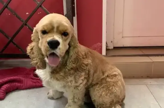 Найдена собака, Ростов-на-Дону, фото: Собака найдена: пер. Островского, 23, Ростов-на-Дону