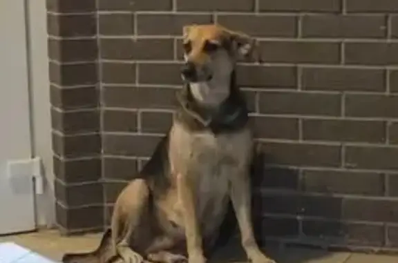 Собака найдена: Стахановская ул, 1 с1, Краснодар