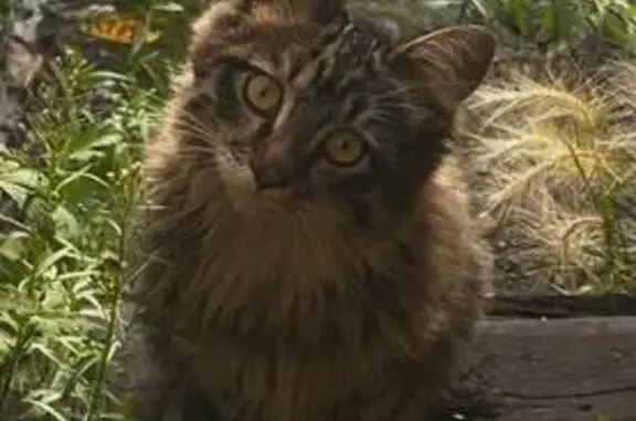 Кошки потеряшки, Комсомольск-на-Амуре, фото: Потеряшка кошка, Амурская ул., 1, Комсомольск