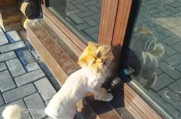 Кошки потеряшки, Московский, фото: Потеряшка кошка, Привольная ул. 45, Моск.