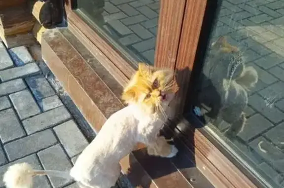 Кошки потеряшки, Московский, фото: Потеряшка кошка, Привольная ул. 45, Московский