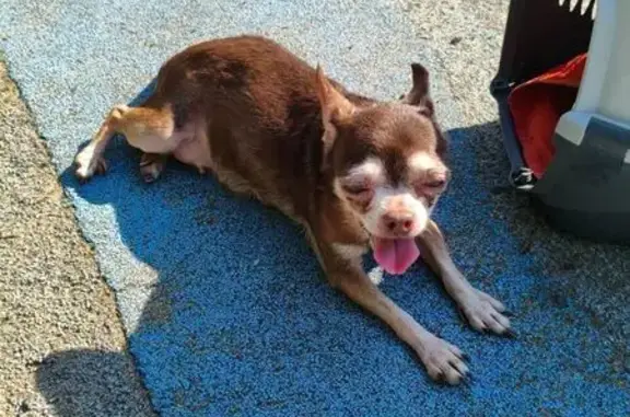 Собака найдена: пр. Стачек 124, СПб