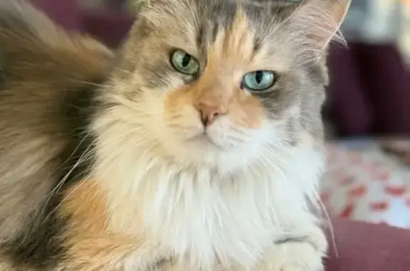 Пропала кошка, ул. Горького, 3Б, Керчь