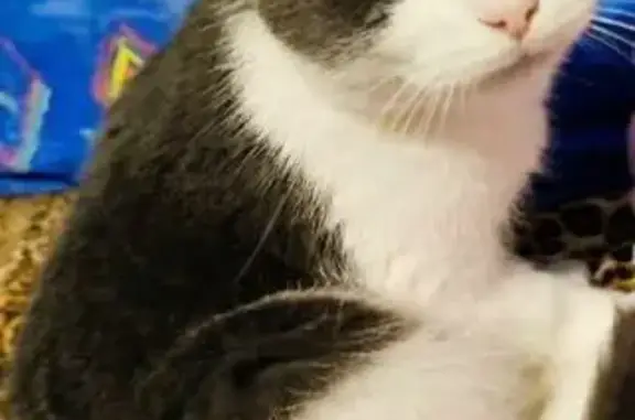 Пропала кошка, Лоо, ул. Магнитогорская, 4а