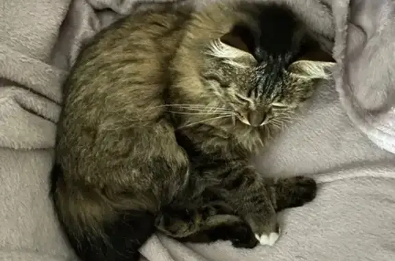 Кошки потеряшки, Хомутово, фото: Потеряшка кошка, ул. Гоголя 32, Хомутово