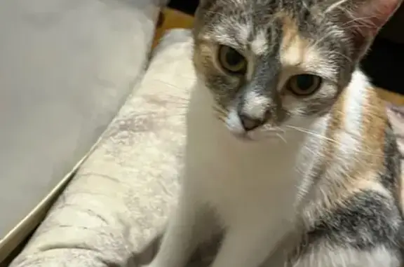 Пропала кошка, Заводской переулок, 5