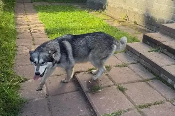 Найдена собака, Ярославль, фото: Найдена собака, Советская пл., 3, Ярославль