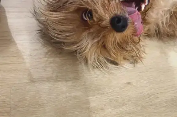 Найдена собака, Тюмень, фото: Собака найдена на Вербной 4, Тюмень