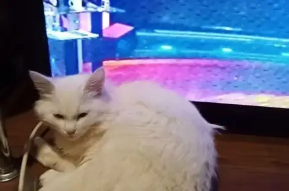 Пропала кошка, Луговая ул., Прасковея