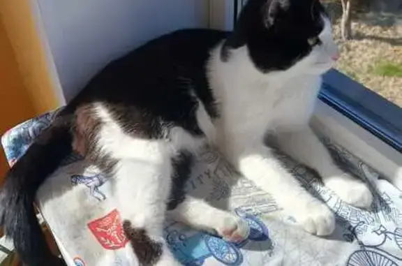 Кошки потеряшки, Отрадное (воронеж), фото: Потеряшка кошка, Отрадное, 20Н-17-16