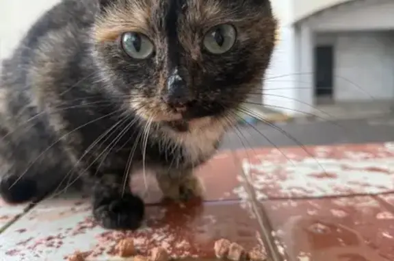 Найдена кошка, Самара, фото: Найден кот, ул. Дыбенко, 120, Самара