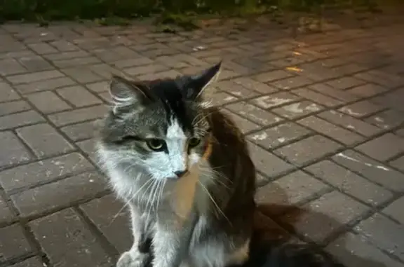 Найдена кошка, Иркутск, фото: Кошка найдена: ул. Карла Маркса, 59, Иркутск