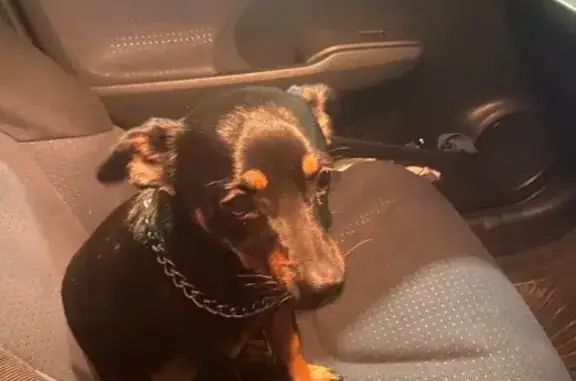 Найдена собака, Улан-Удэ, фото: Собака найдена, ул. Бабушкина 178, Улан-Удэ