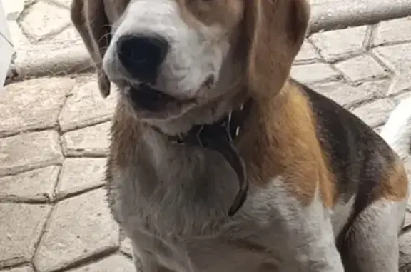 Собаки потеряшки, Сенной, фото: Потеряшка бигль, Гвардейская ул., Сенной