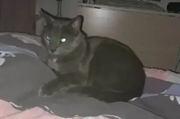 Пропал дымчатый кот, ул. Войкова, 25